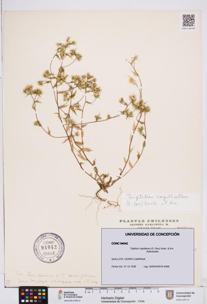Triptilion capillatum [Espécimen: ]