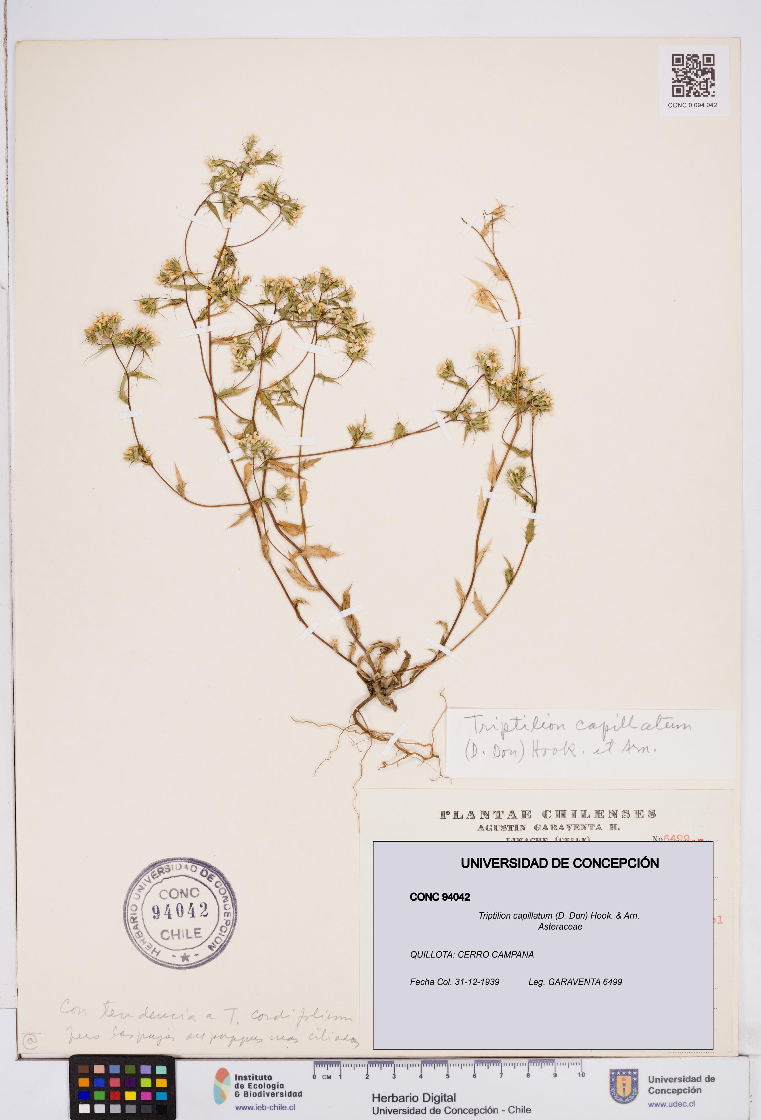 Triptilion capillatum [Espécimen: ]