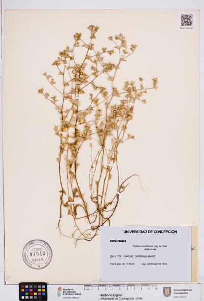 Triptilion cordifolium [Espécimen: ]