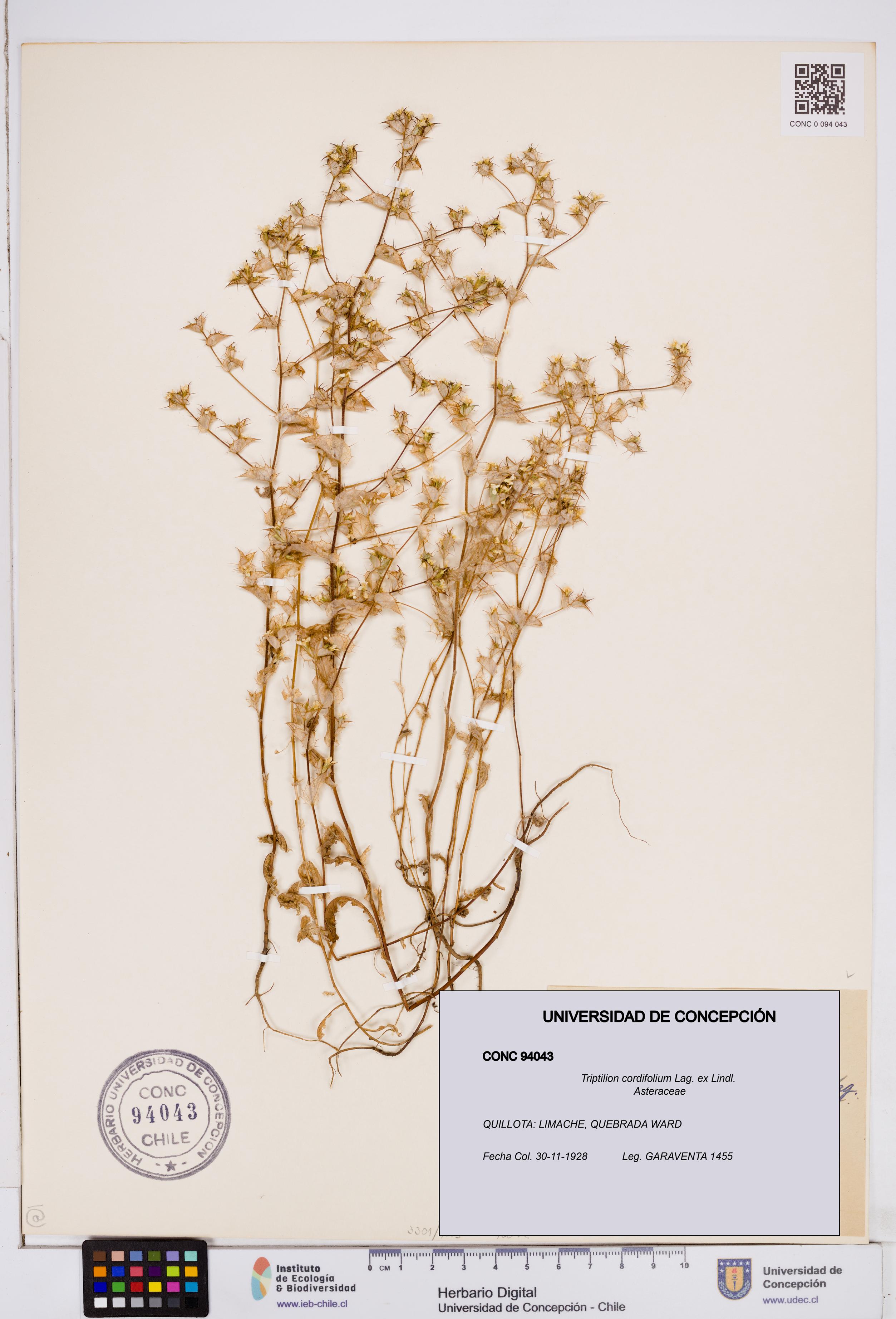 Triptilion cordifolium [Espécimen: ]