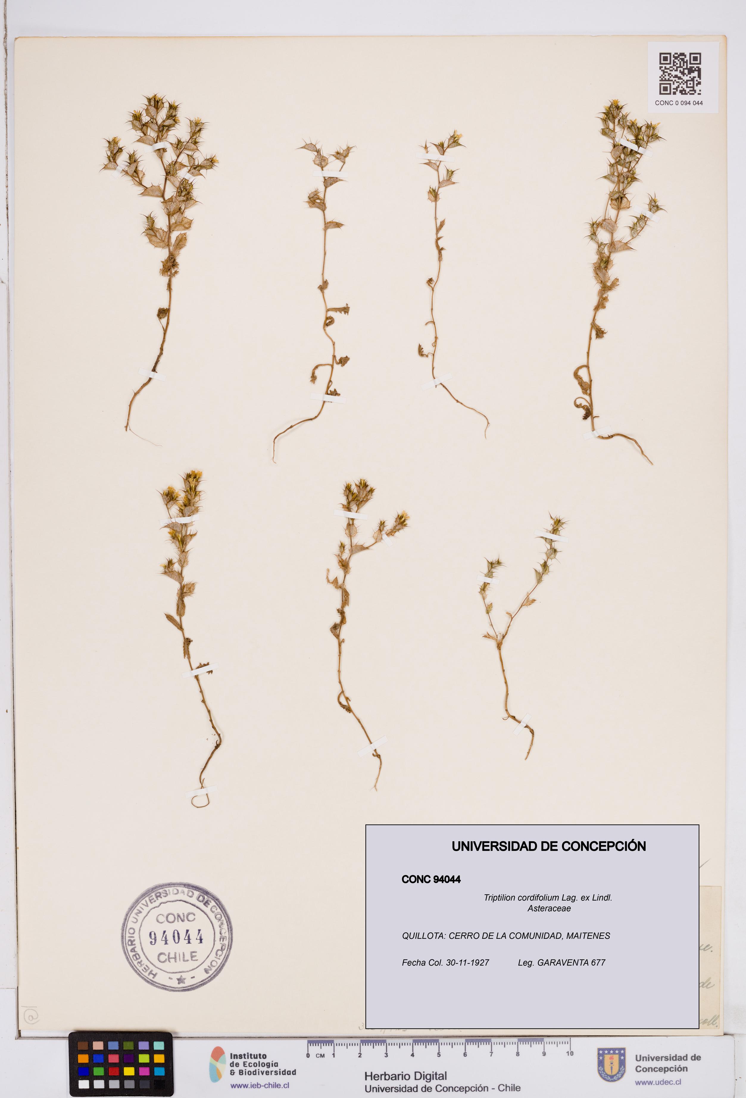 Triptilion cordifolium [Espécimen: ]