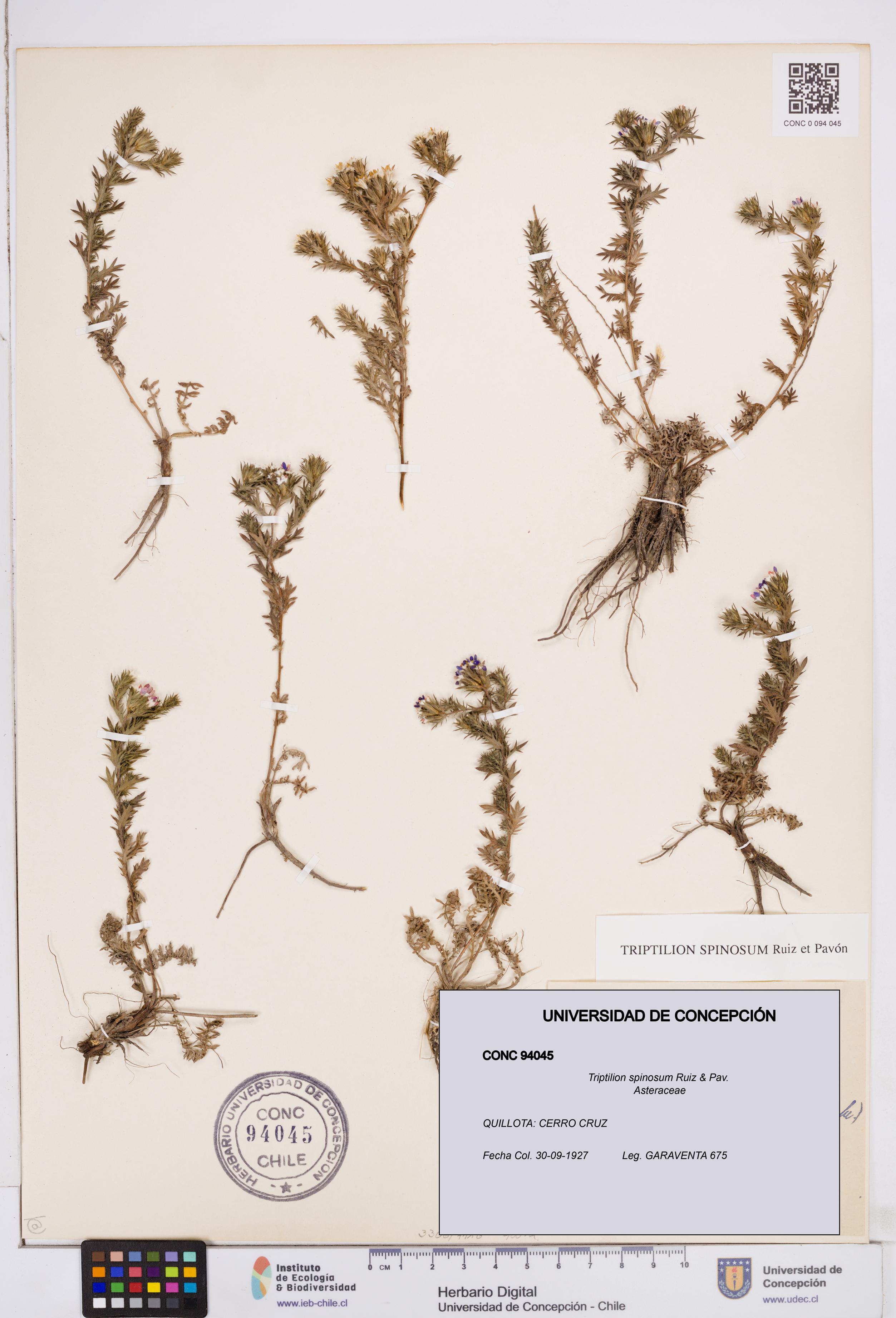 Triptilion spinosum [Espécimen: ]