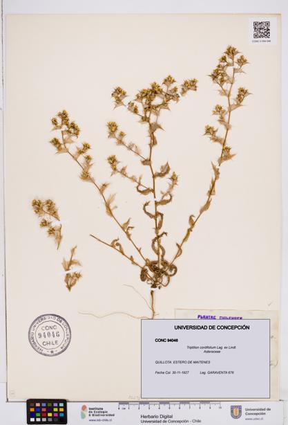 Triptilion cordifolium [Espécimen: ]