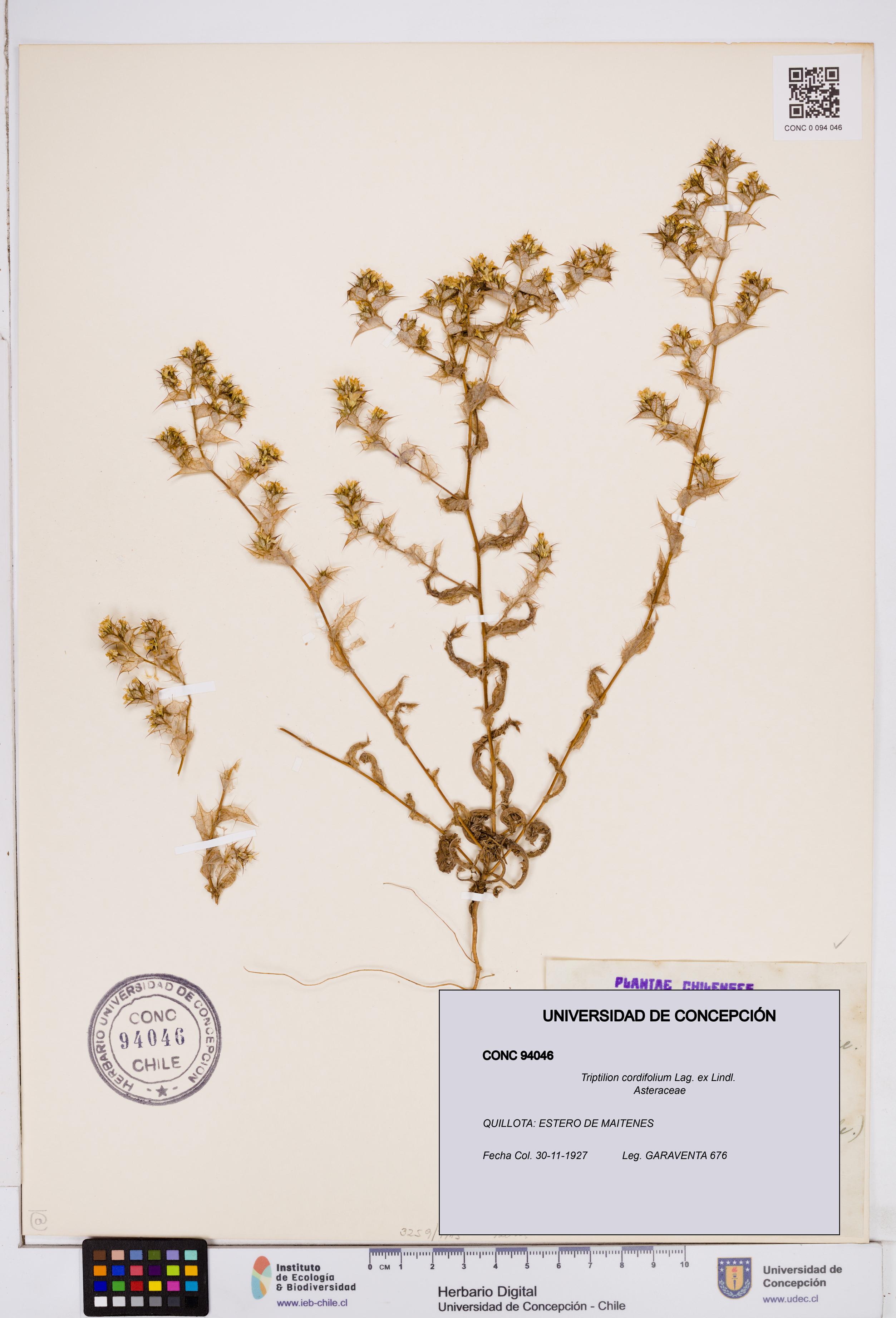 Triptilion cordifolium [Espécimen: ]