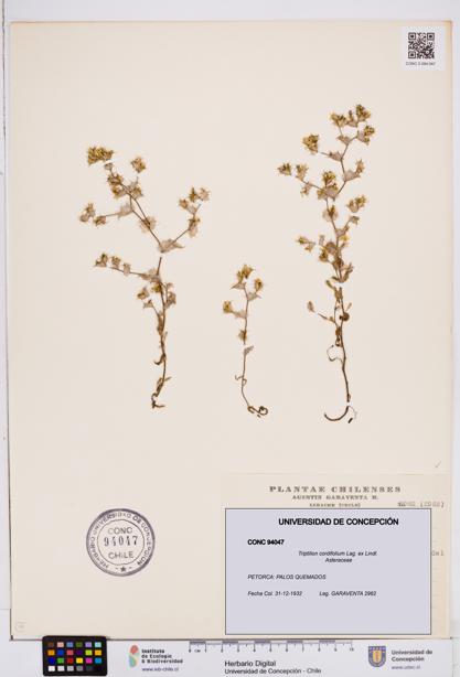 Triptilion cordifolium [Espécimen: ]