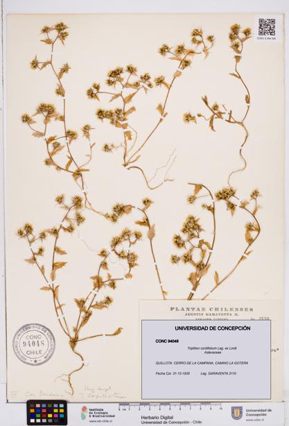 Triptilion cordifolium [Espécimen: ]
