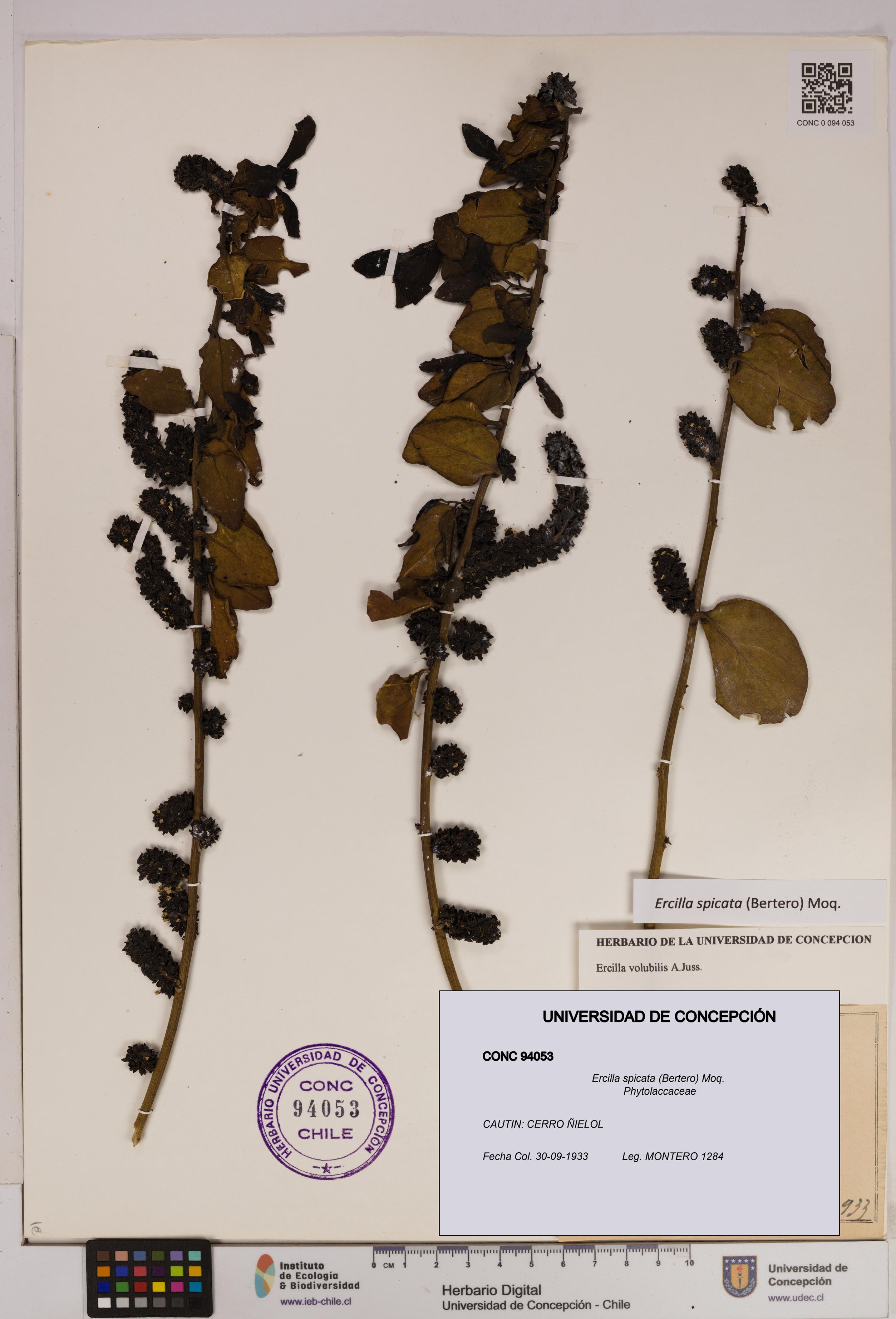 Ercilla spicata [Espécimen: UDEC:CONC:0094053]