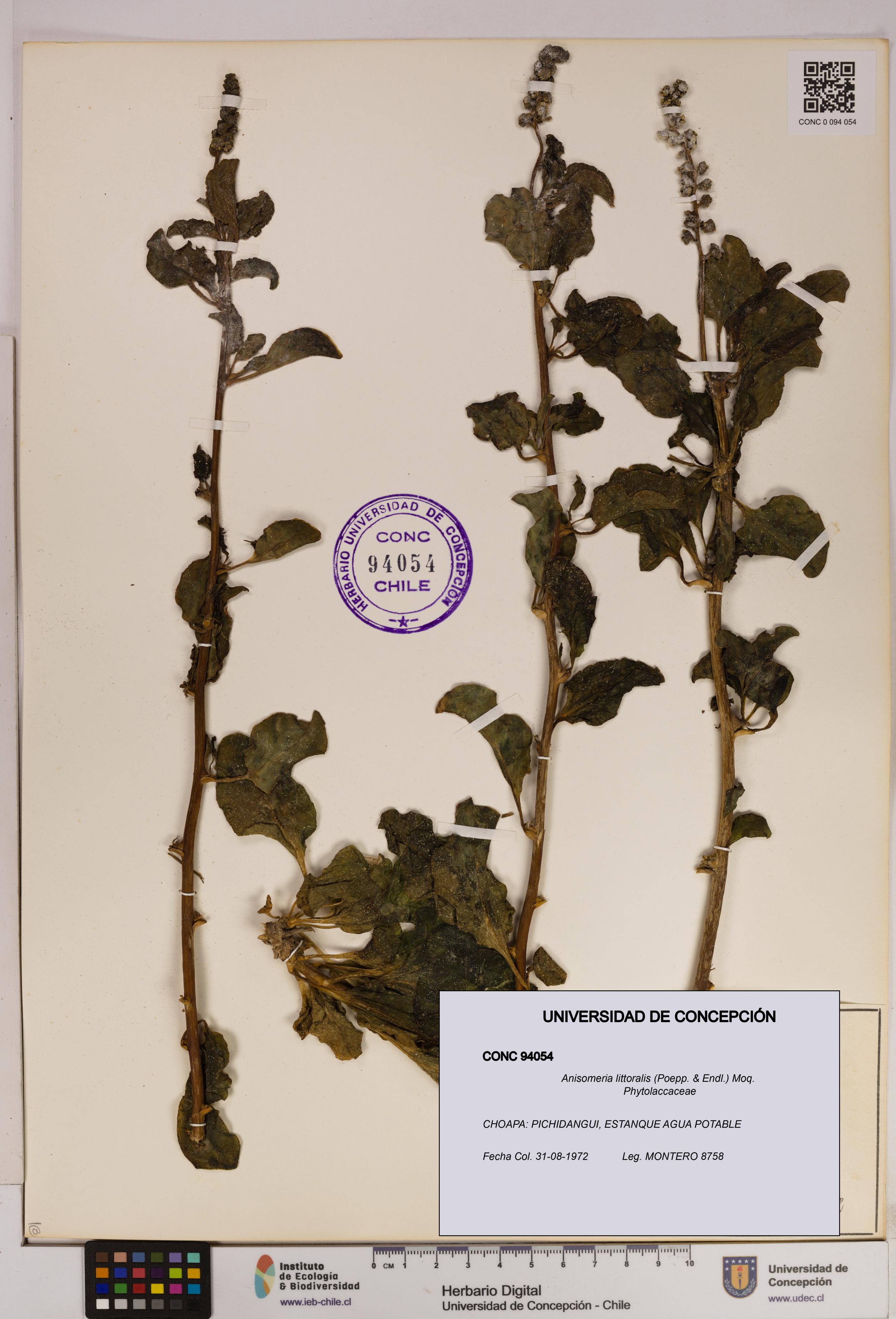 Anisomeria littoralis [Espécimen: UDEC:CONC:0094054]