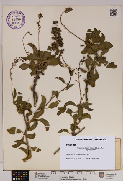 Anisomeria littoralis [Espécimen: UDEC:CONC:0094056]