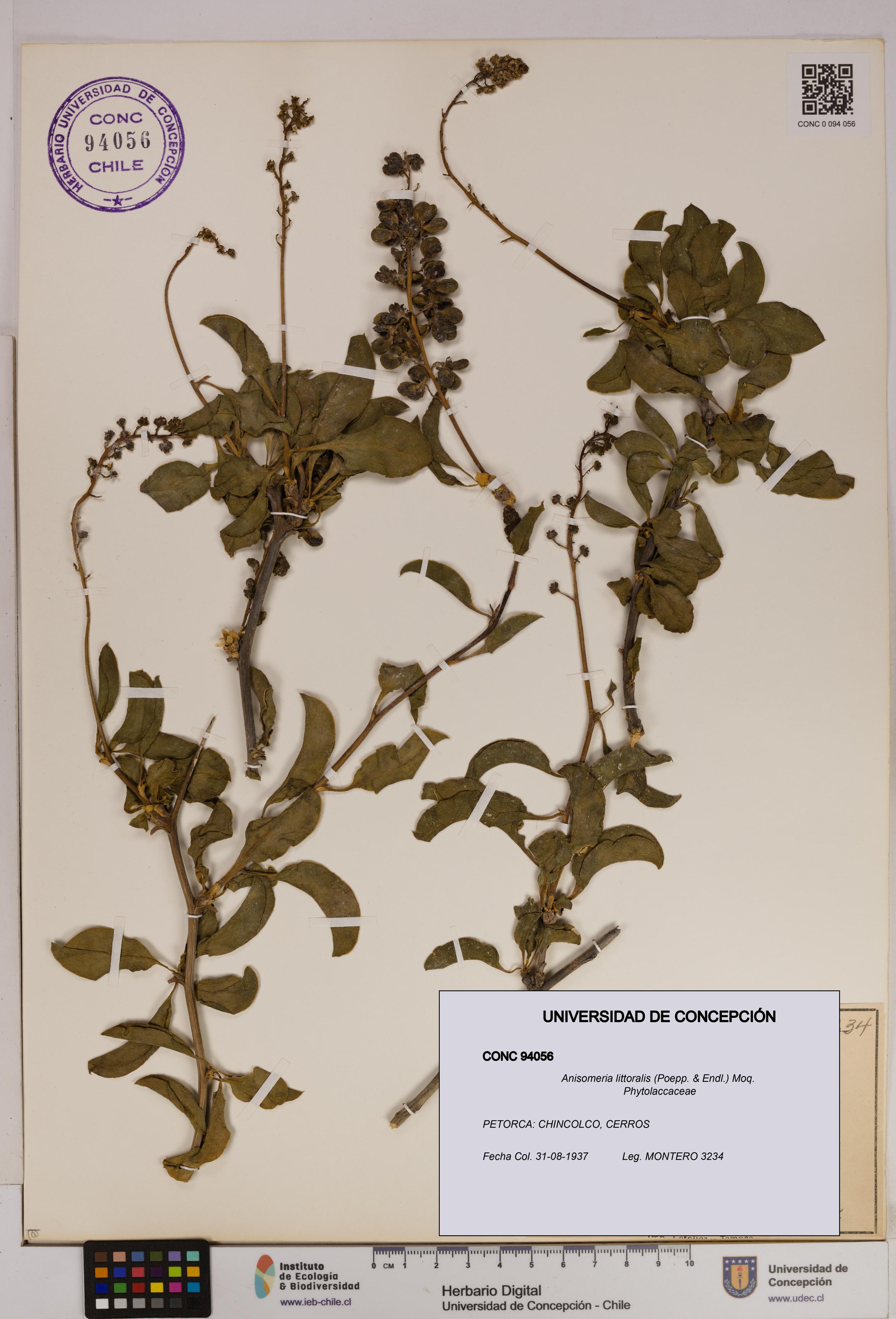 Anisomeria littoralis [Espécimen: UDEC:CONC:0094056]
