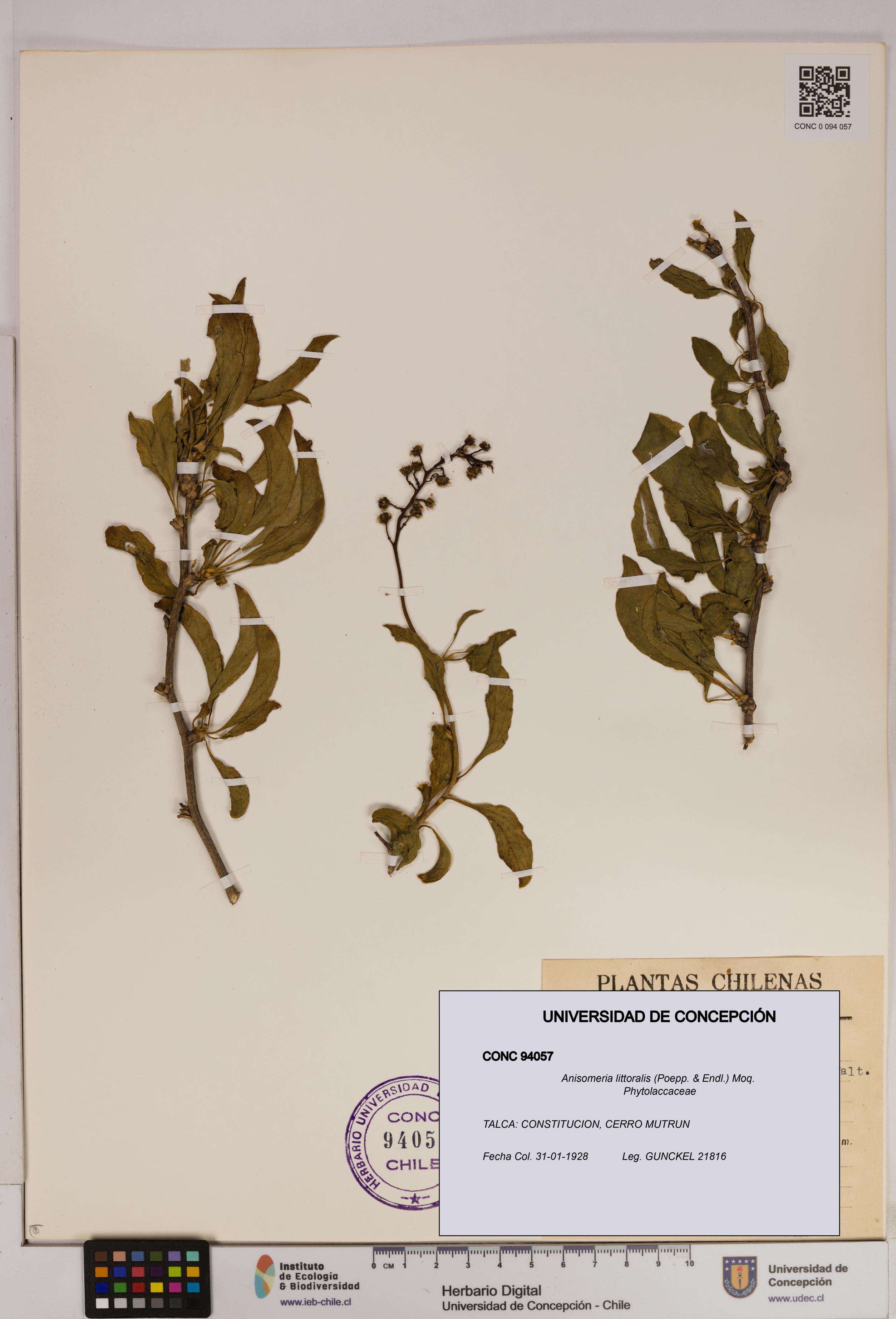 Anisomeria littoralis [Espécimen: UDEC:CONC:0094057]