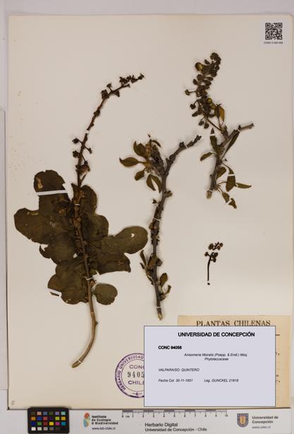 Anisomeria littoralis [Espécimen: UDEC:CONC:0094058]