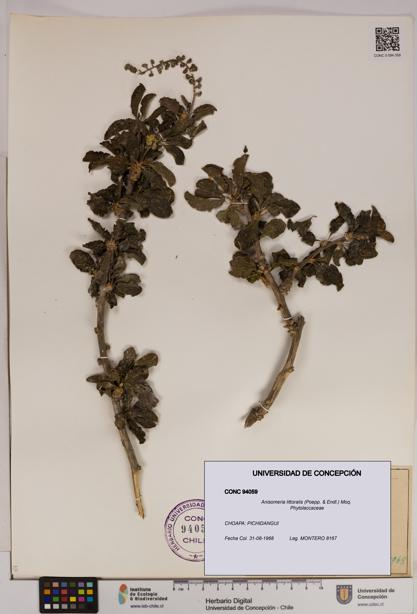 Anisomeria littoralis [Espécimen: UDEC:CONC:0094059]