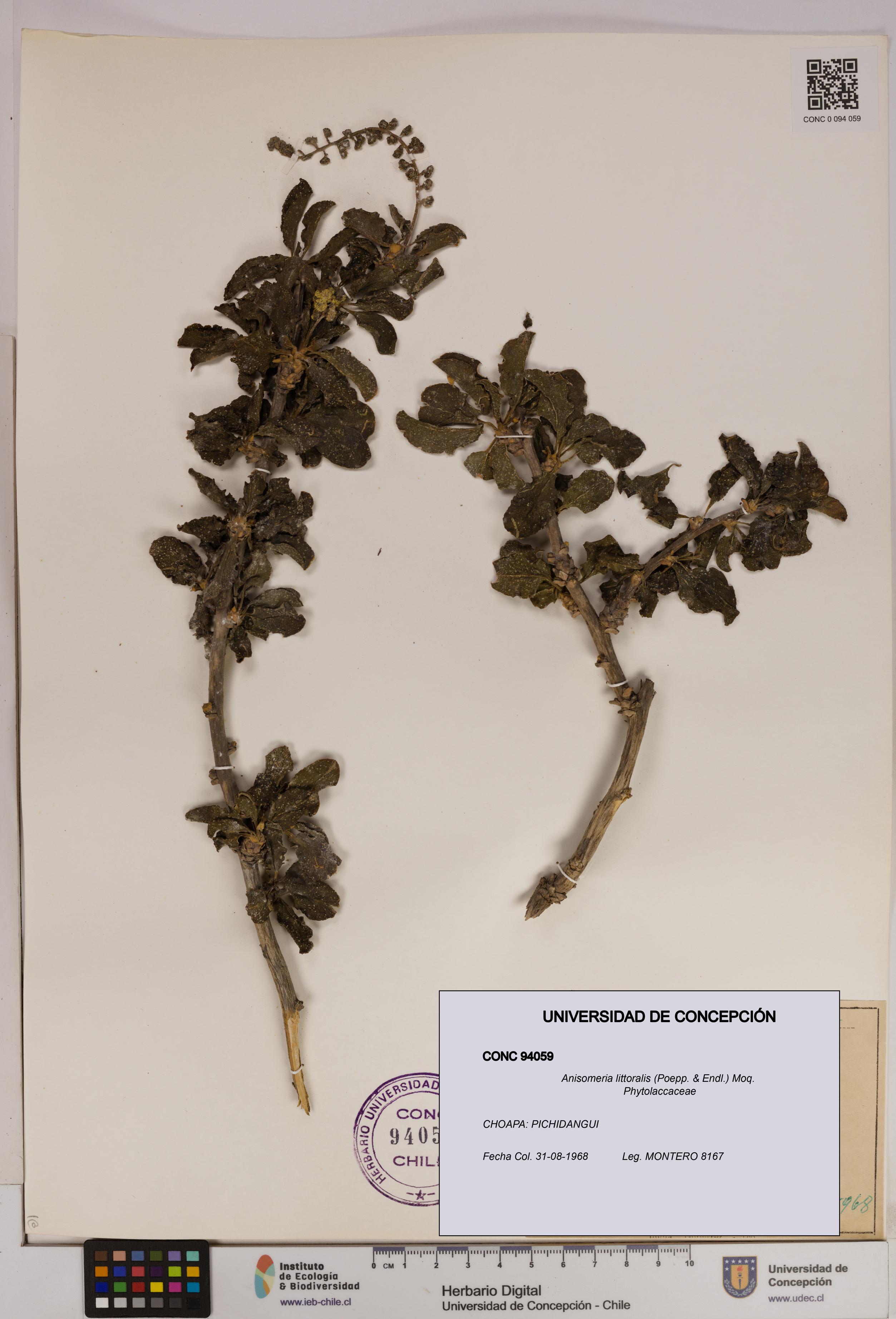 Anisomeria littoralis [Espécimen: UDEC:CONC:0094059]
