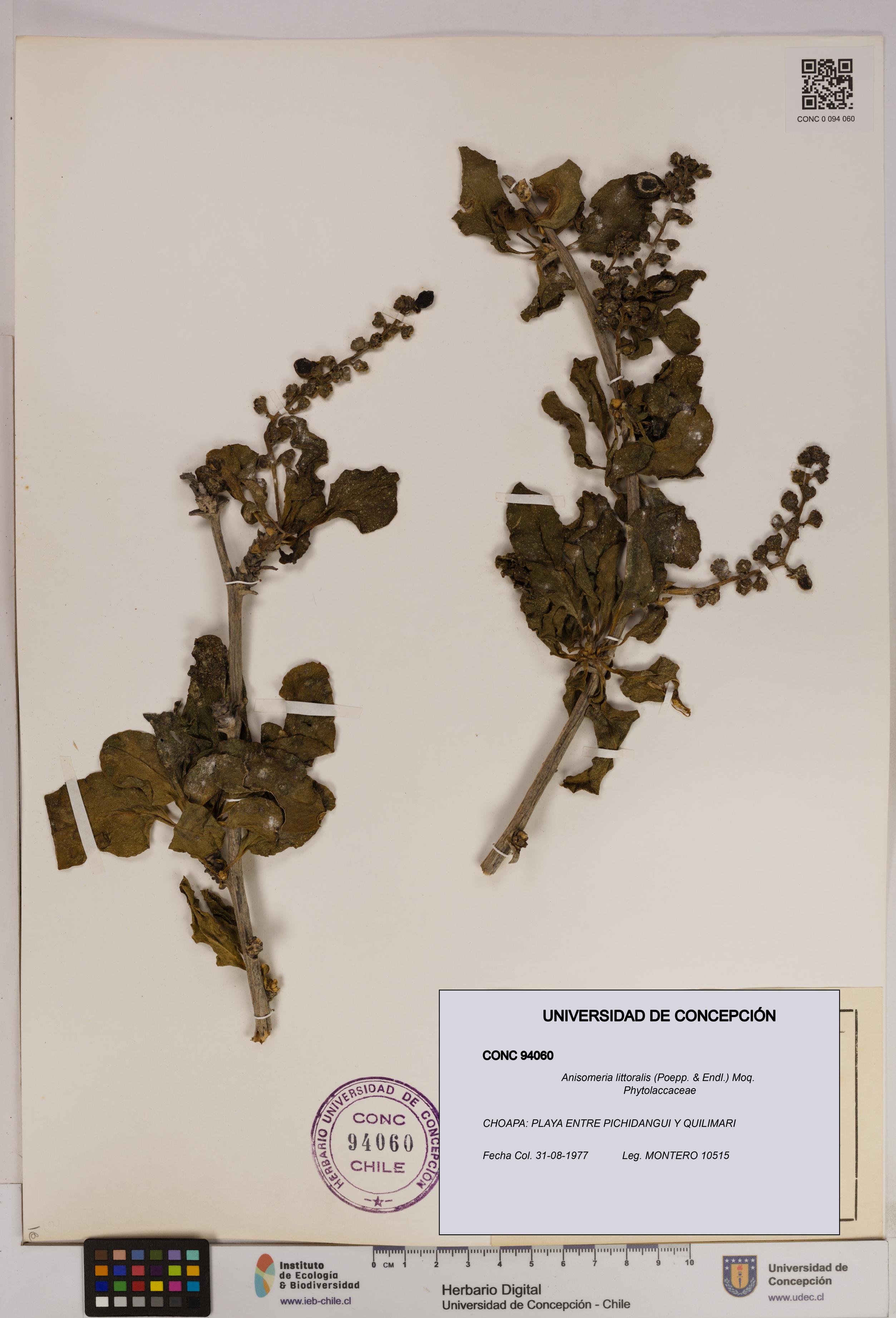 Anisomeria littoralis [Espécimen: UDEC:CONC:0094060]