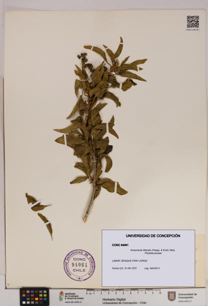 Anisomeria littoralis [Espécimen: UDEC:CONC:0094061]