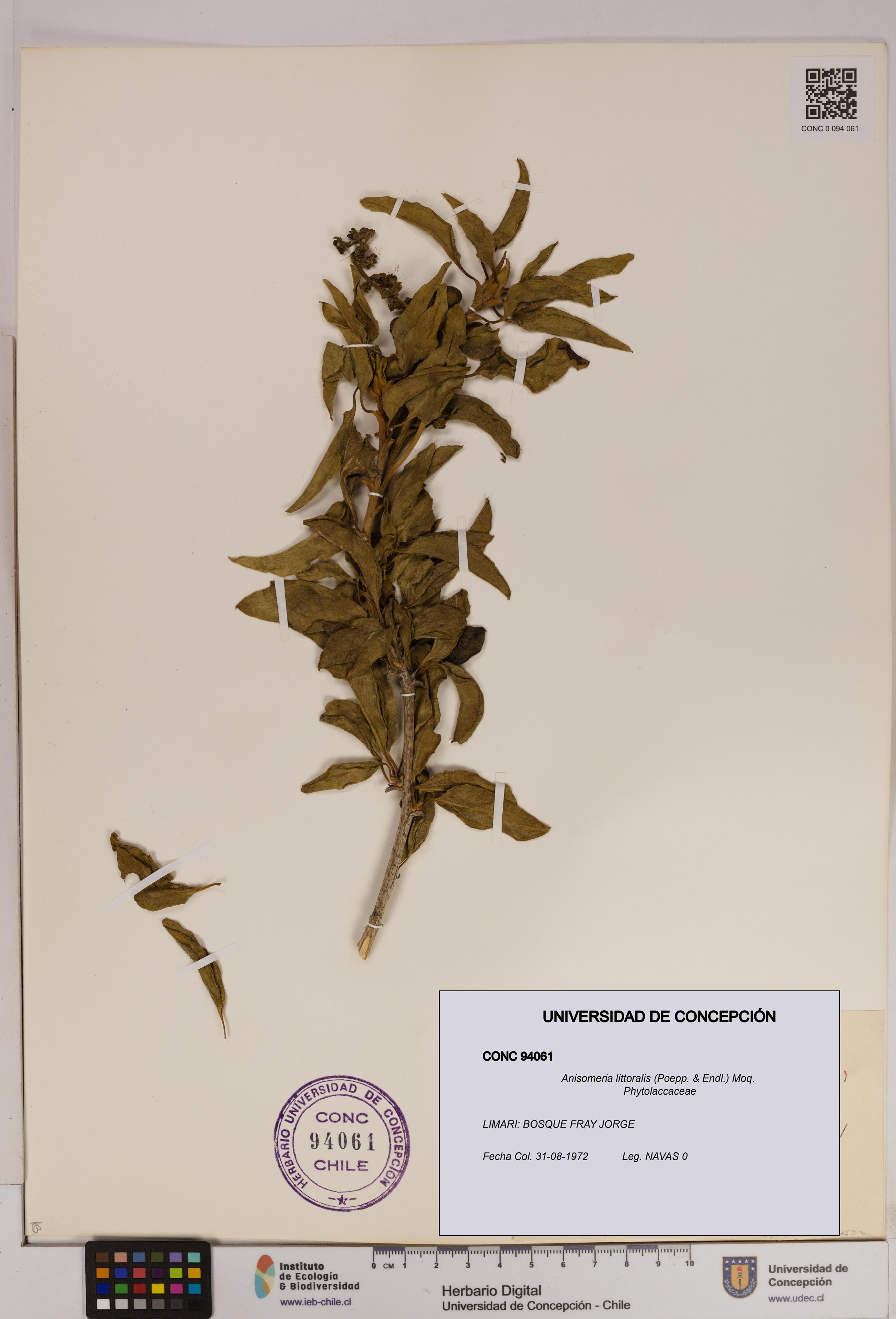 Anisomeria littoralis [Espécimen: UDEC:CONC:0094061]