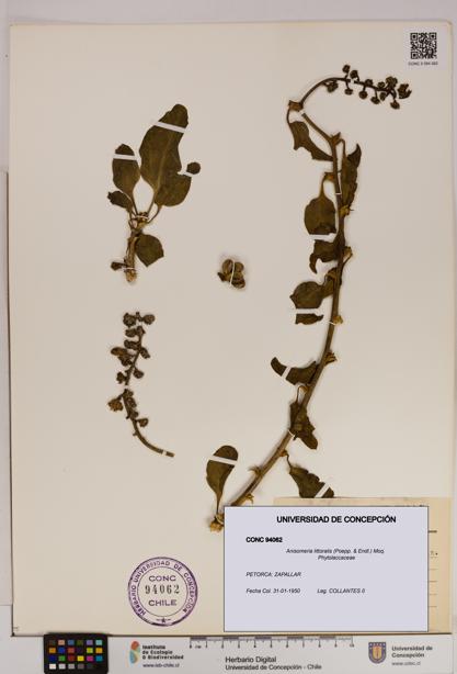 Anisomeria littoralis [Espécimen: UDEC:CONC:0094062]
