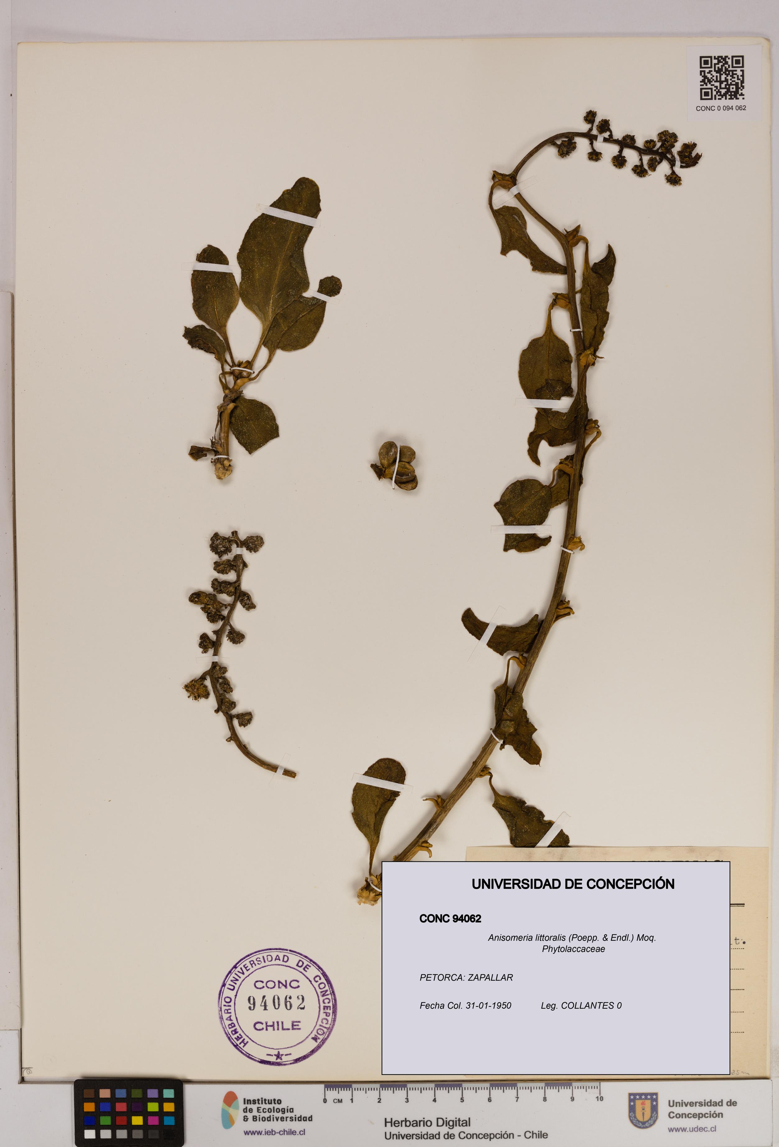 Anisomeria littoralis [Espécimen: UDEC:CONC:0094062]