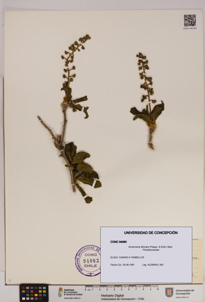 Anisomeria littoralis [Espécimen: UDEC:CONC:0094063]