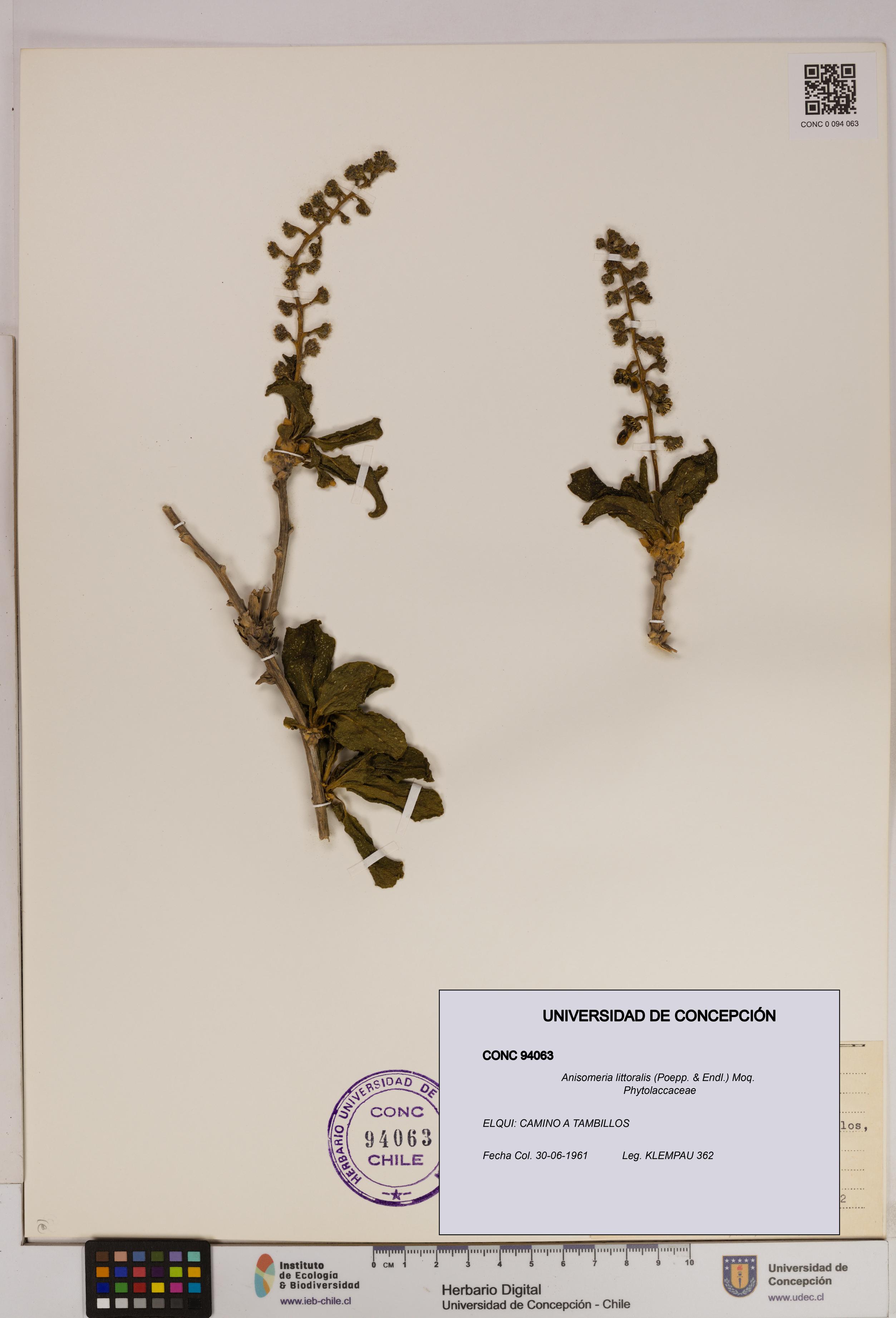 Anisomeria littoralis [Espécimen: UDEC:CONC:0094063]