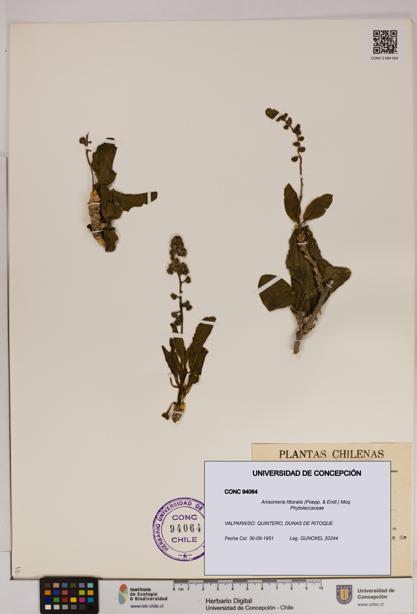 Anisomeria littoralis [Espécimen: UDEC:CONC:0094064]