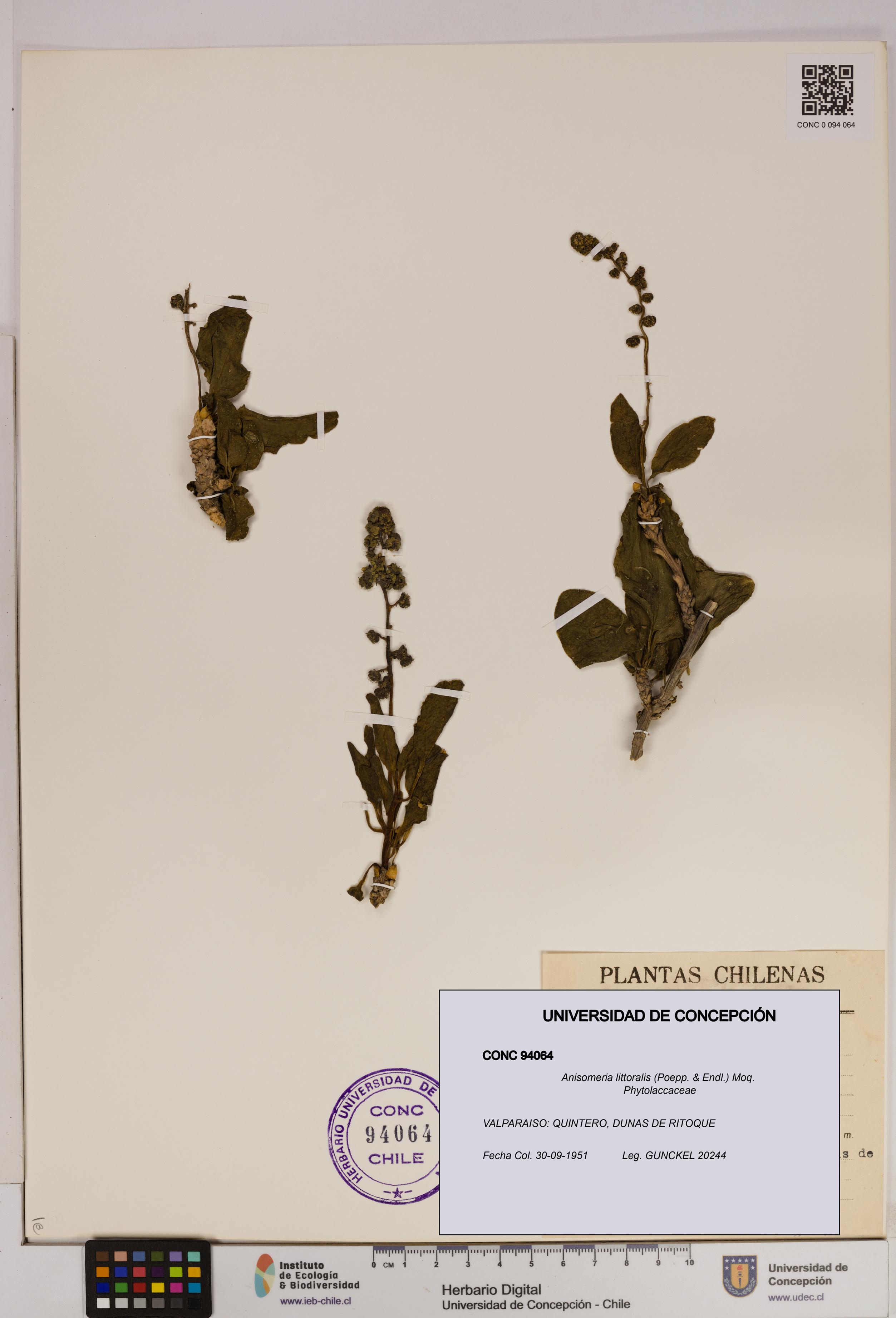 Anisomeria littoralis [Espécimen: UDEC:CONC:0094064]