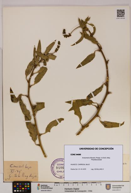 Anisomeria littoralis [Espécimen: UDEC:CONC:0094065]