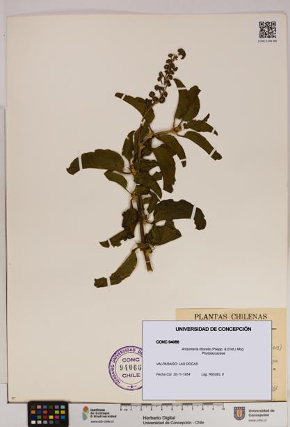 Anisomeria littoralis [Espécimen: UDEC:CONC:0094066]
