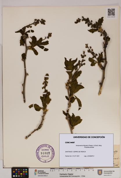 Anisomeria littoralis [Espécimen: UDEC:CONC:0094067]