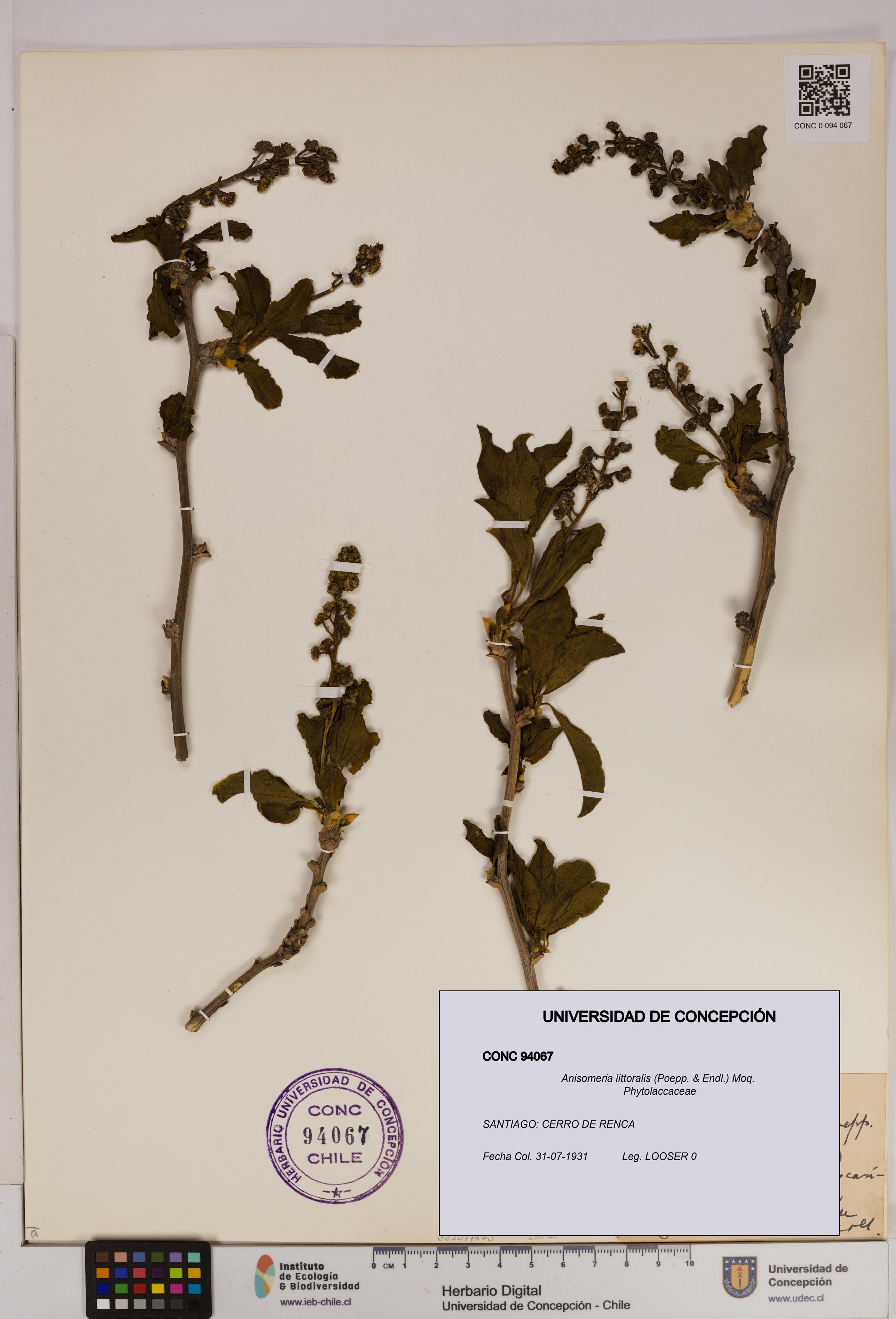 Anisomeria littoralis [Espécimen: UDEC:CONC:0094067]