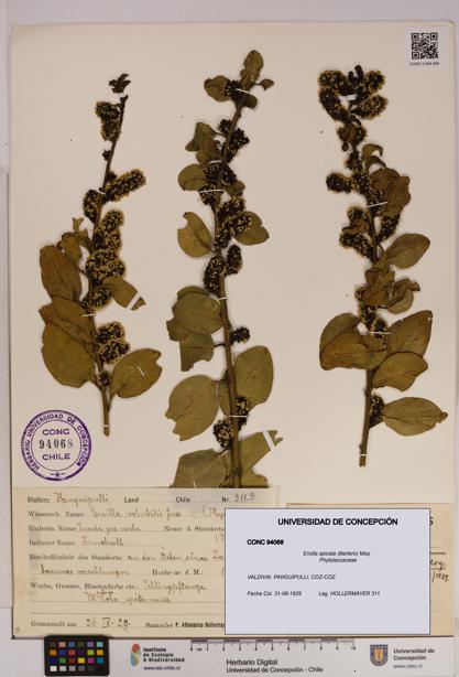 Ercilla spicata [Espécimen: UDEC:CONC:0094068]