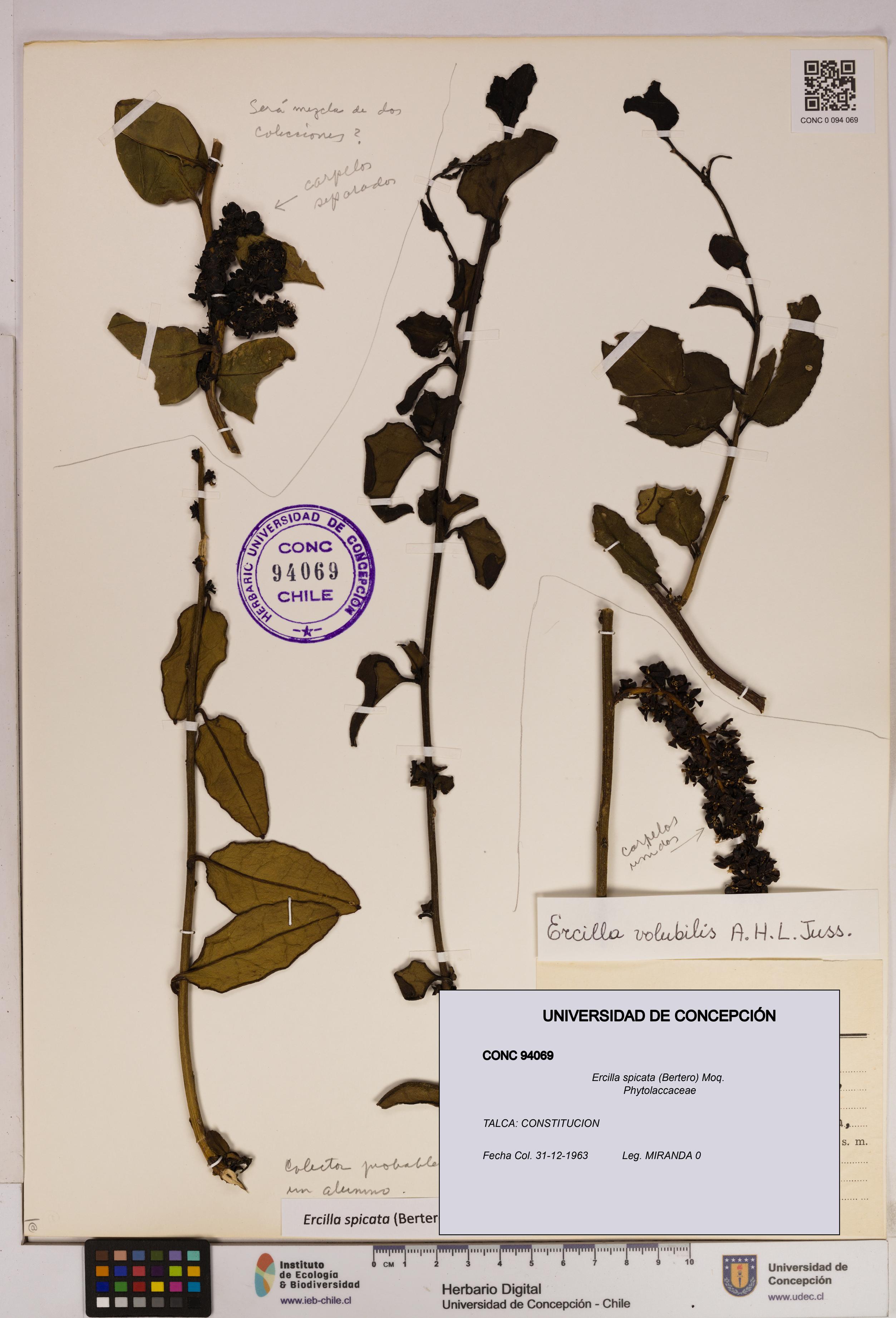 Ercilla spicata [Espécimen: UDEC:CONC:0094069]