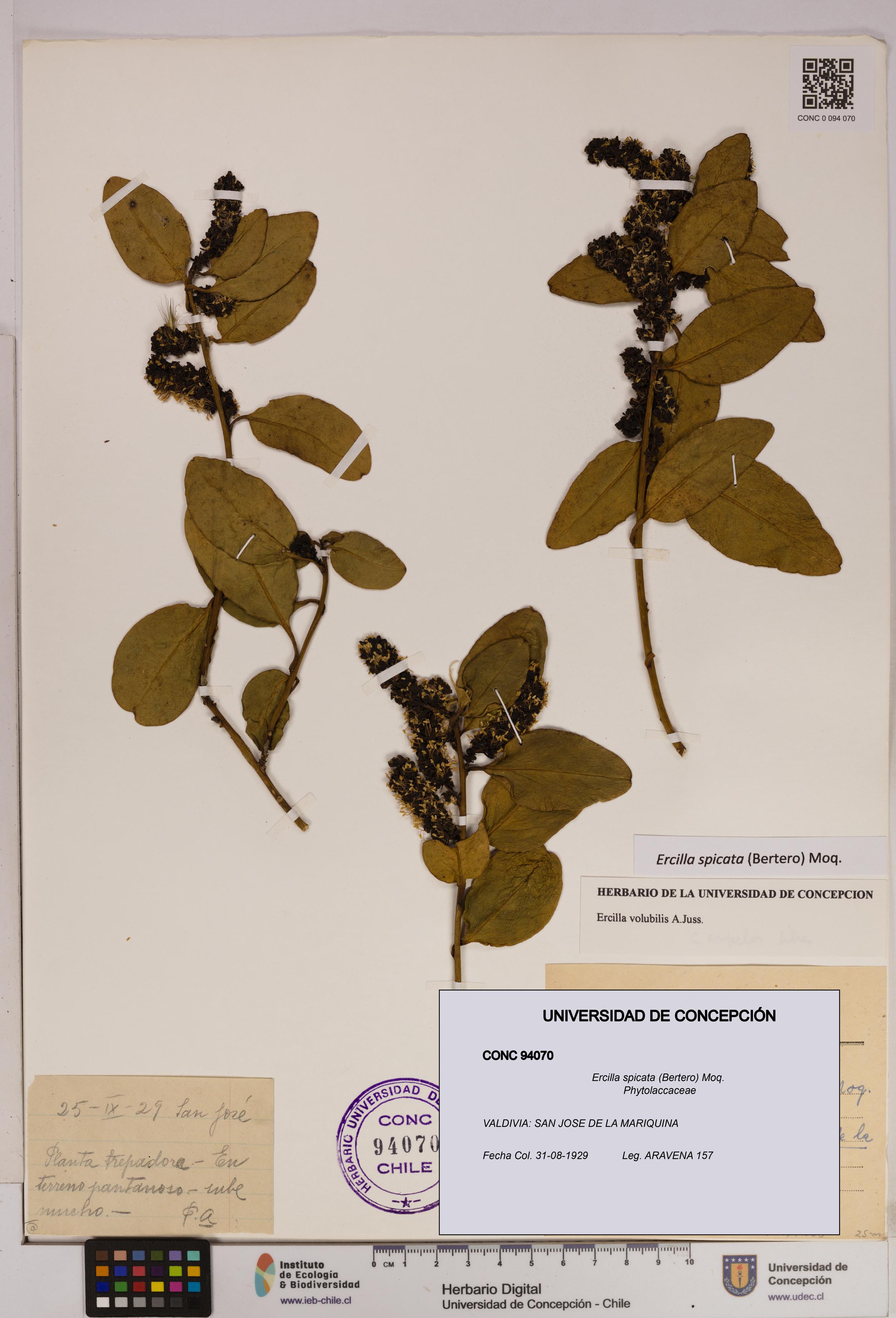 Ercilla spicata [Espécimen: UDEC:CONC:0094070]