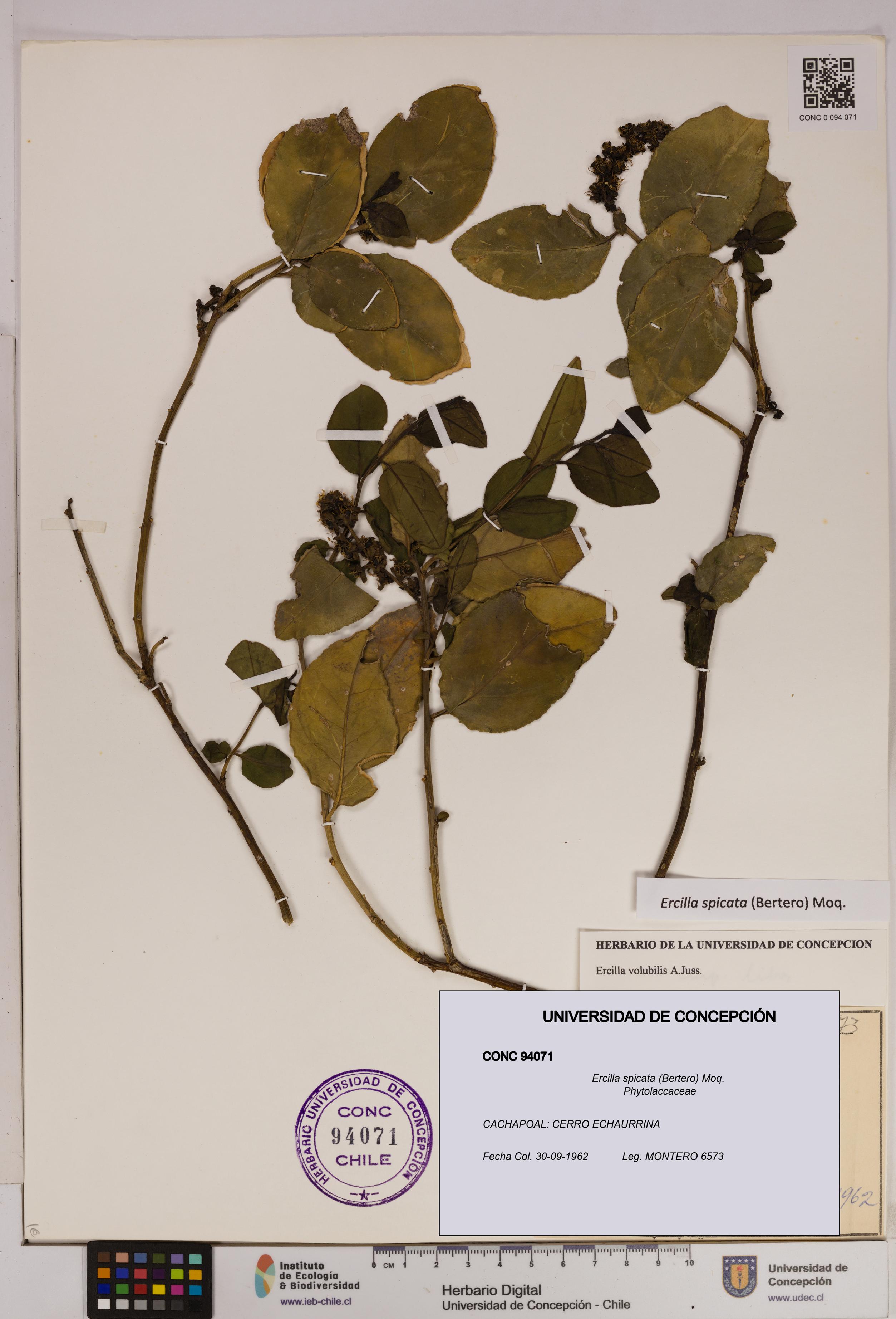 Ercilla spicata [Espécimen: UDEC:CONC:0094071]