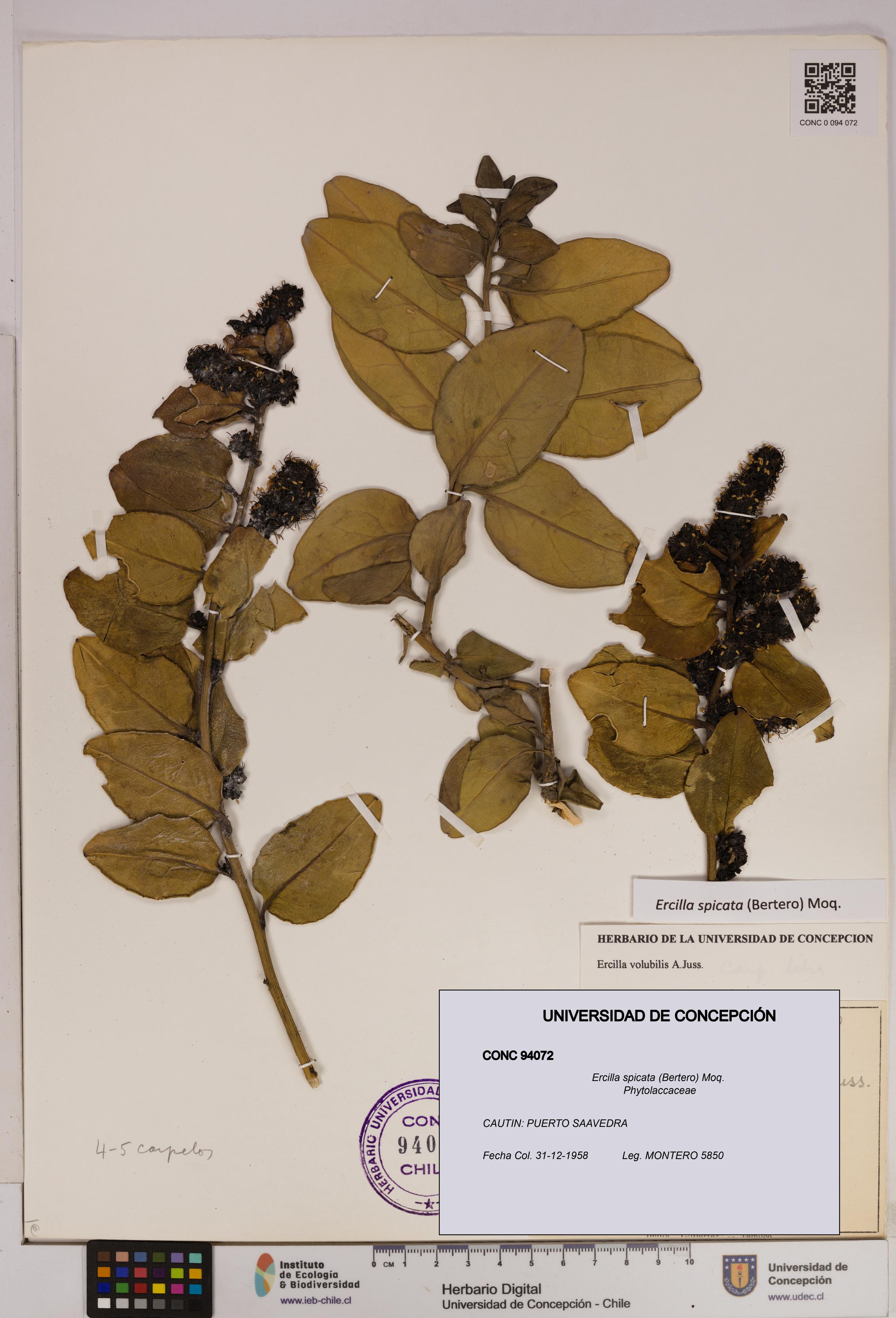 Ercilla spicata [Espécimen: UDEC:CONC:0094072]
