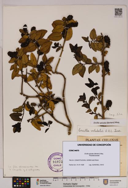 Ercilla spicata [Espécimen: UDEC:CONC:0094073]