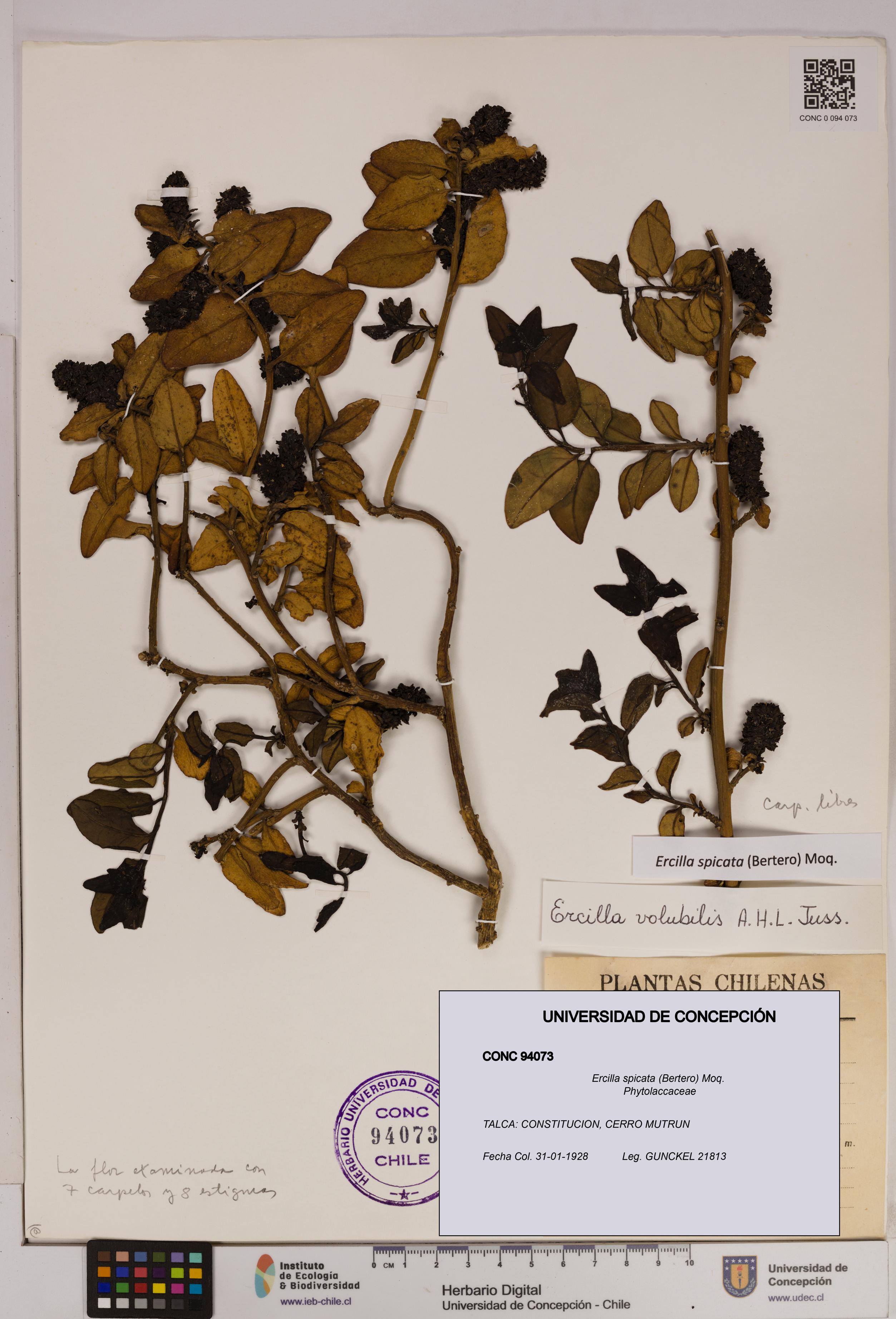 Ercilla spicata [Espécimen: UDEC:CONC:0094073]