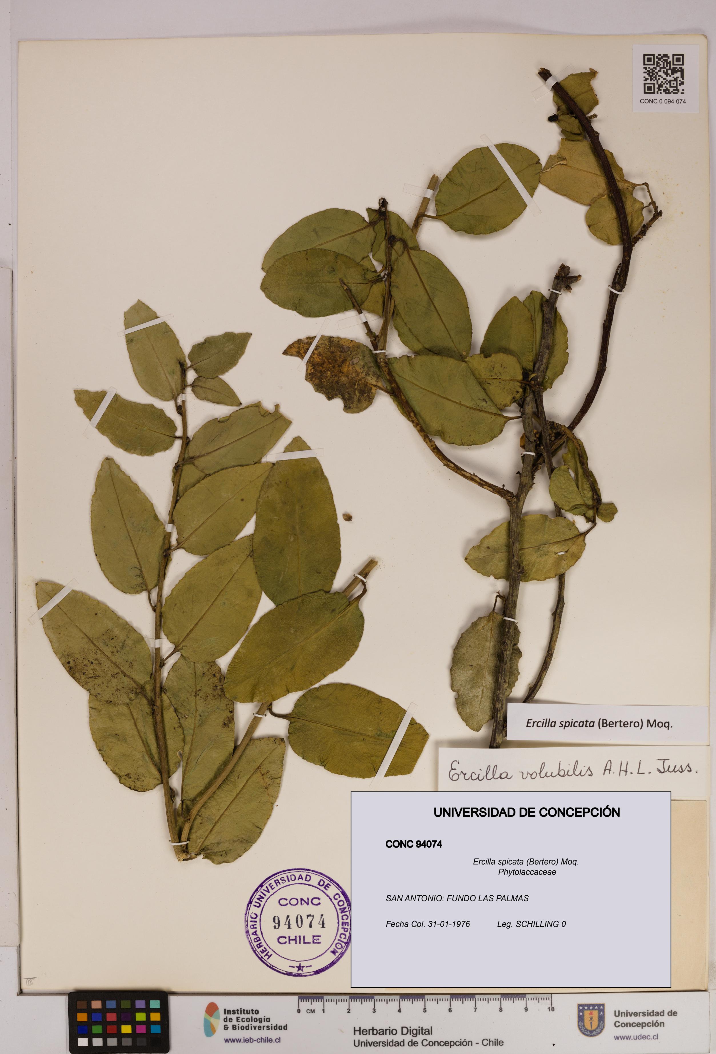 Ercilla spicata [Espécimen: UDEC:CONC:0094074]