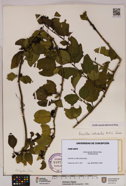 Ercilla spicata [Espécimen: UDEC:CONC:0094075]