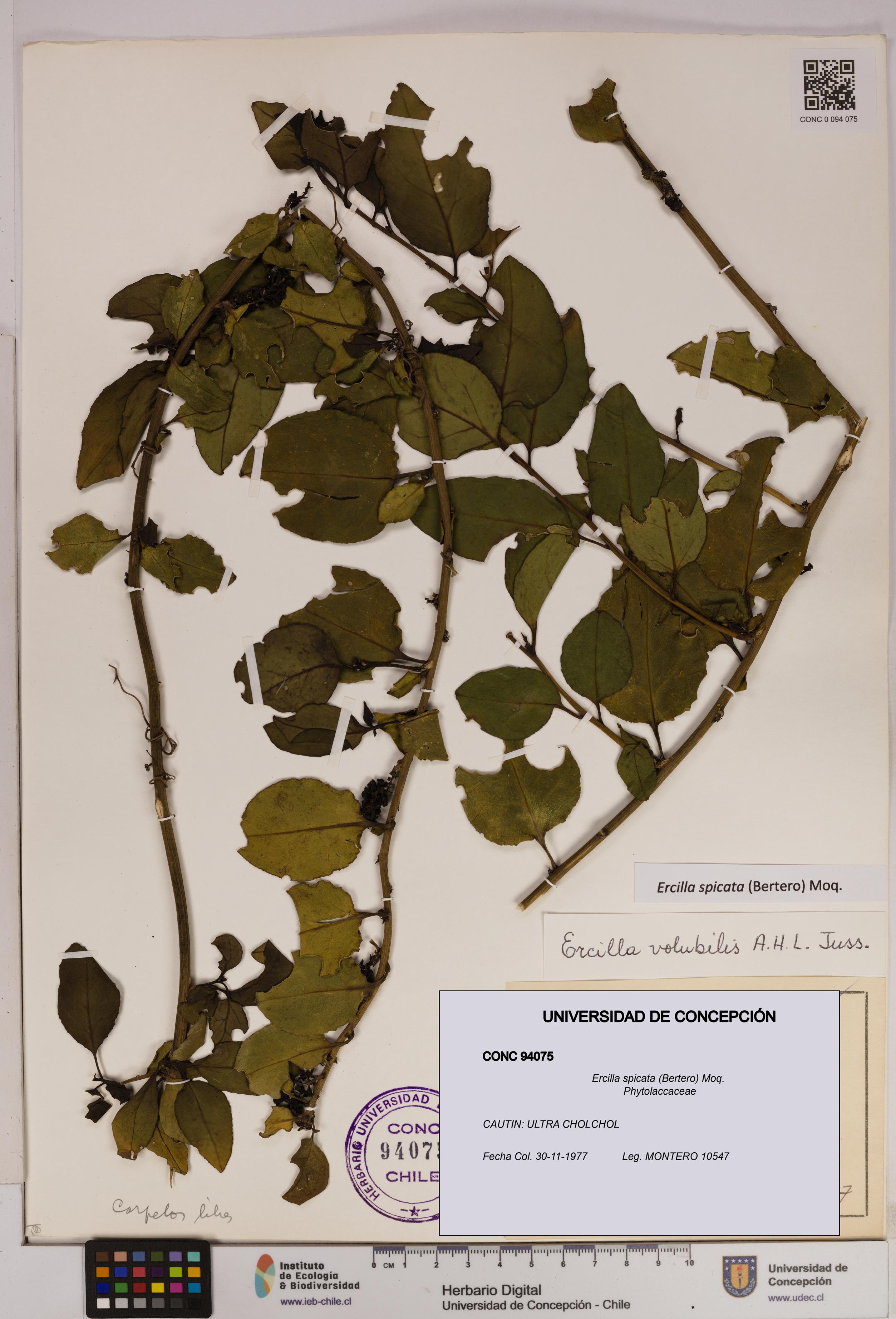 Ercilla spicata [Espécimen: UDEC:CONC:0094075]
