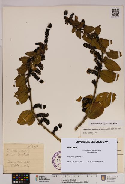 Ercilla spicata [Espécimen: UDEC:CONC:0094076]
