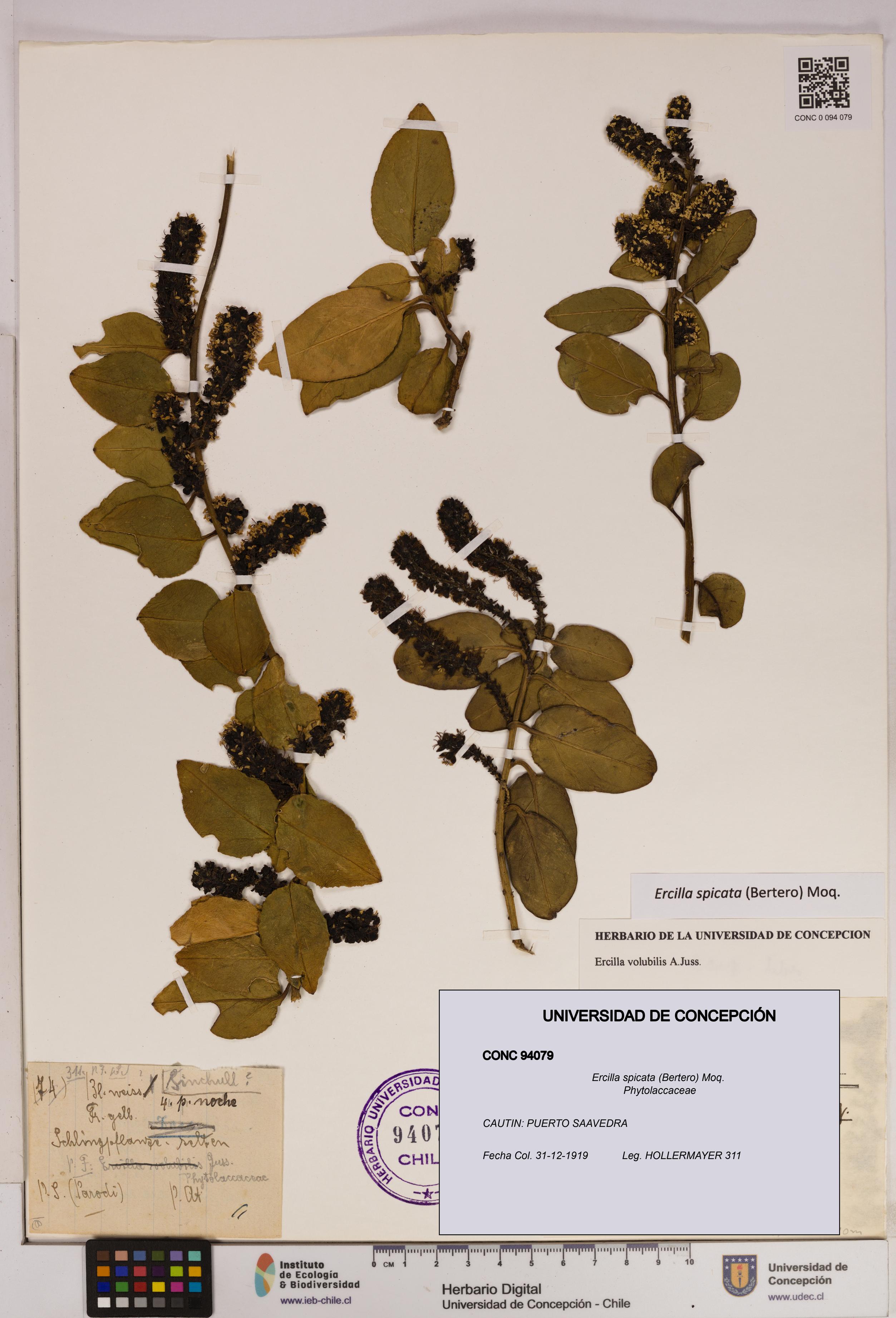 Ercilla spicata [Espécimen: UDEC:CONC:0094079]
