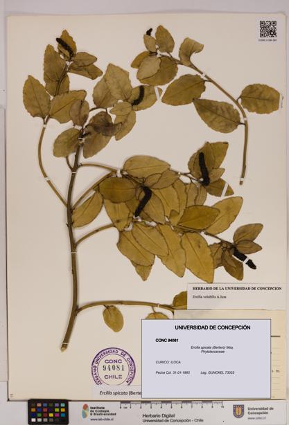 Ercilla spicata [Espécimen: UDEC:CONC:0094081]