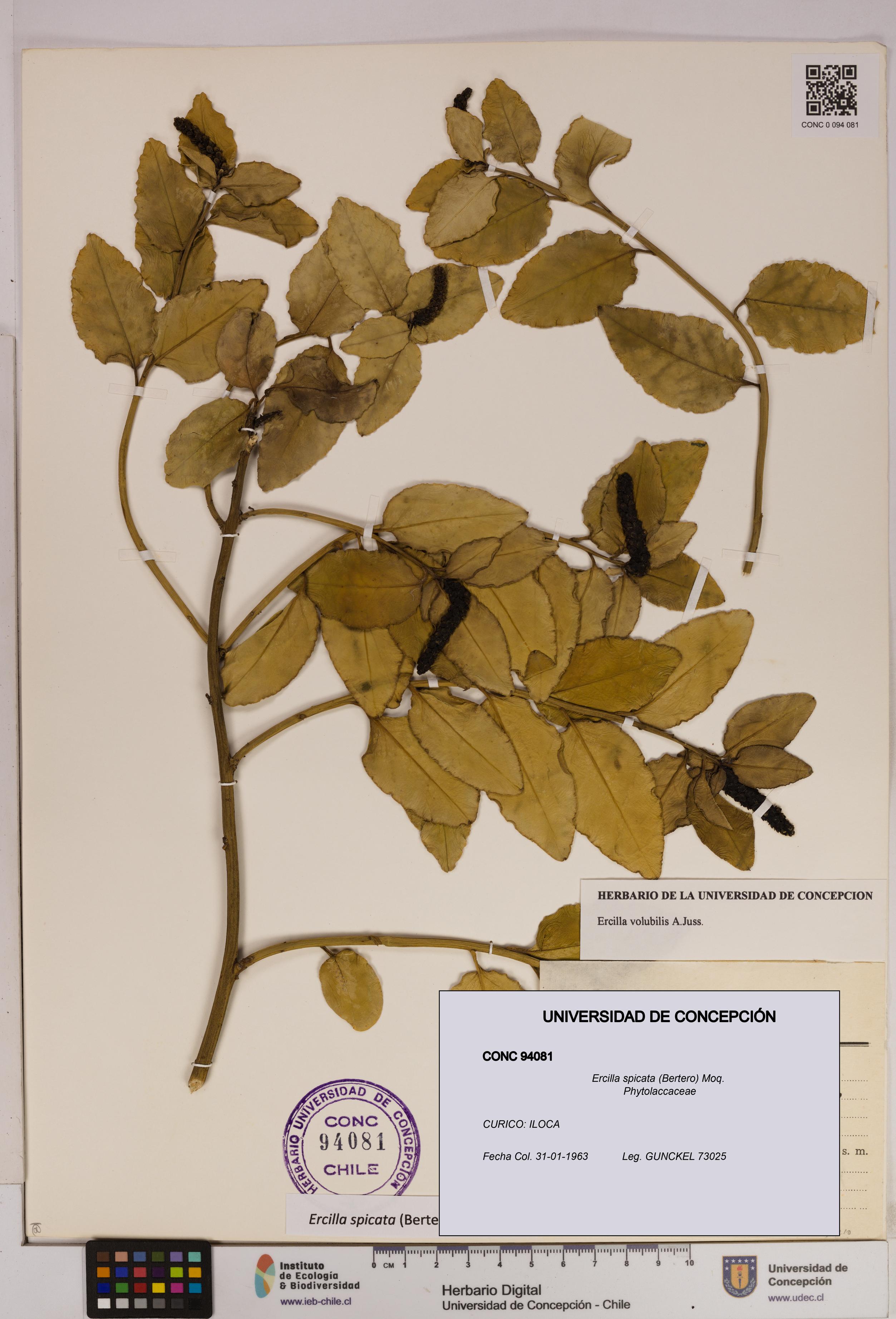 Ercilla spicata [Espécimen: UDEC:CONC:0094081]