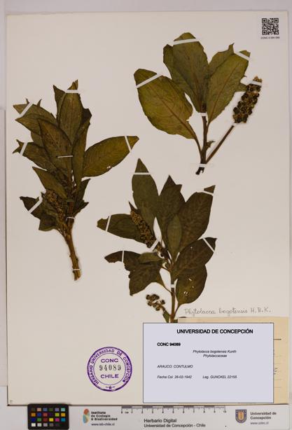 Phytolacca bogotensis [Espécimen: UDEC:CONC:0094089]