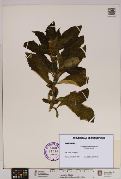Phytolacca bogotensis [Espécimen: UDEC:CONC:0094090]