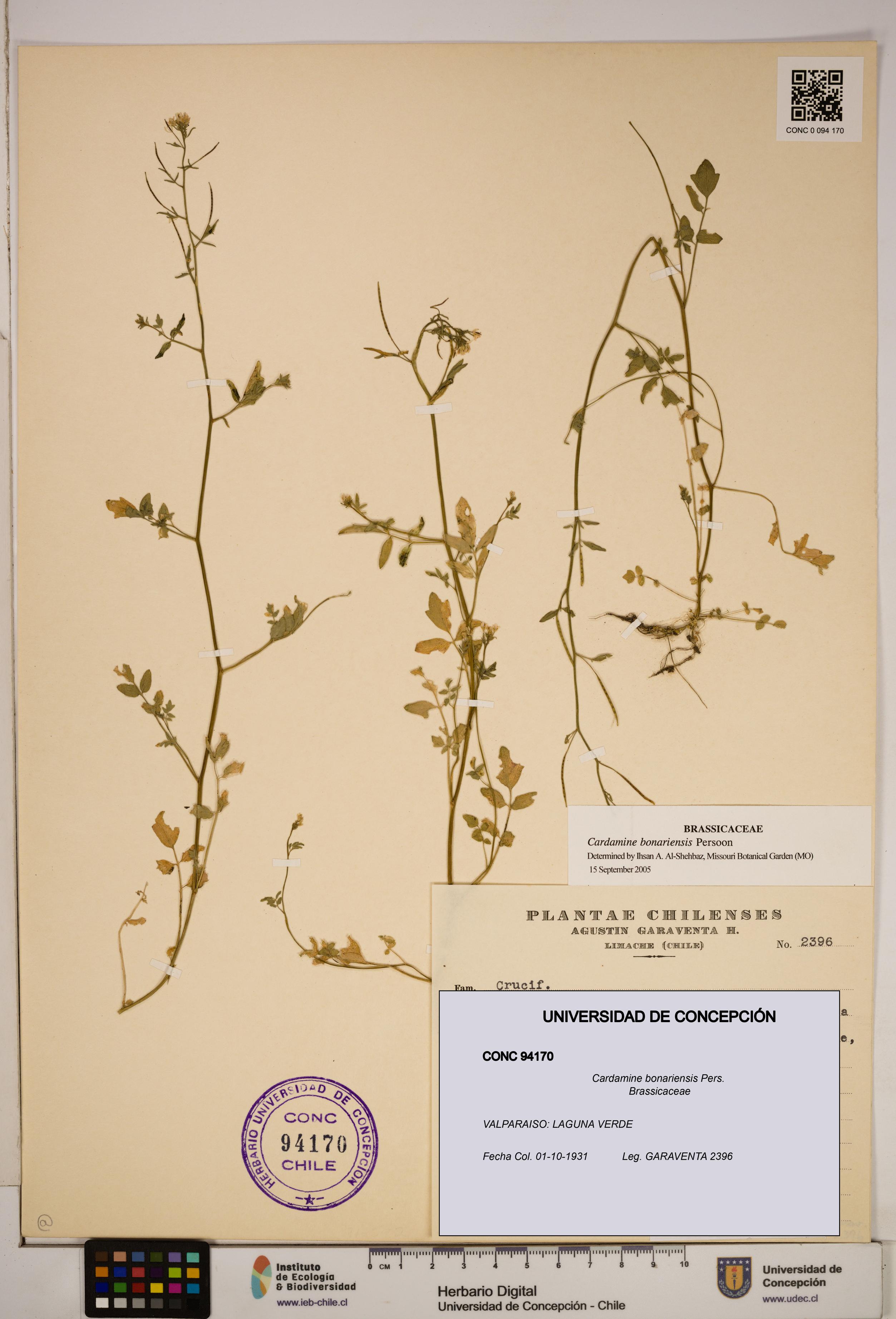 Cardamine bonariensis [Espécimen: ]