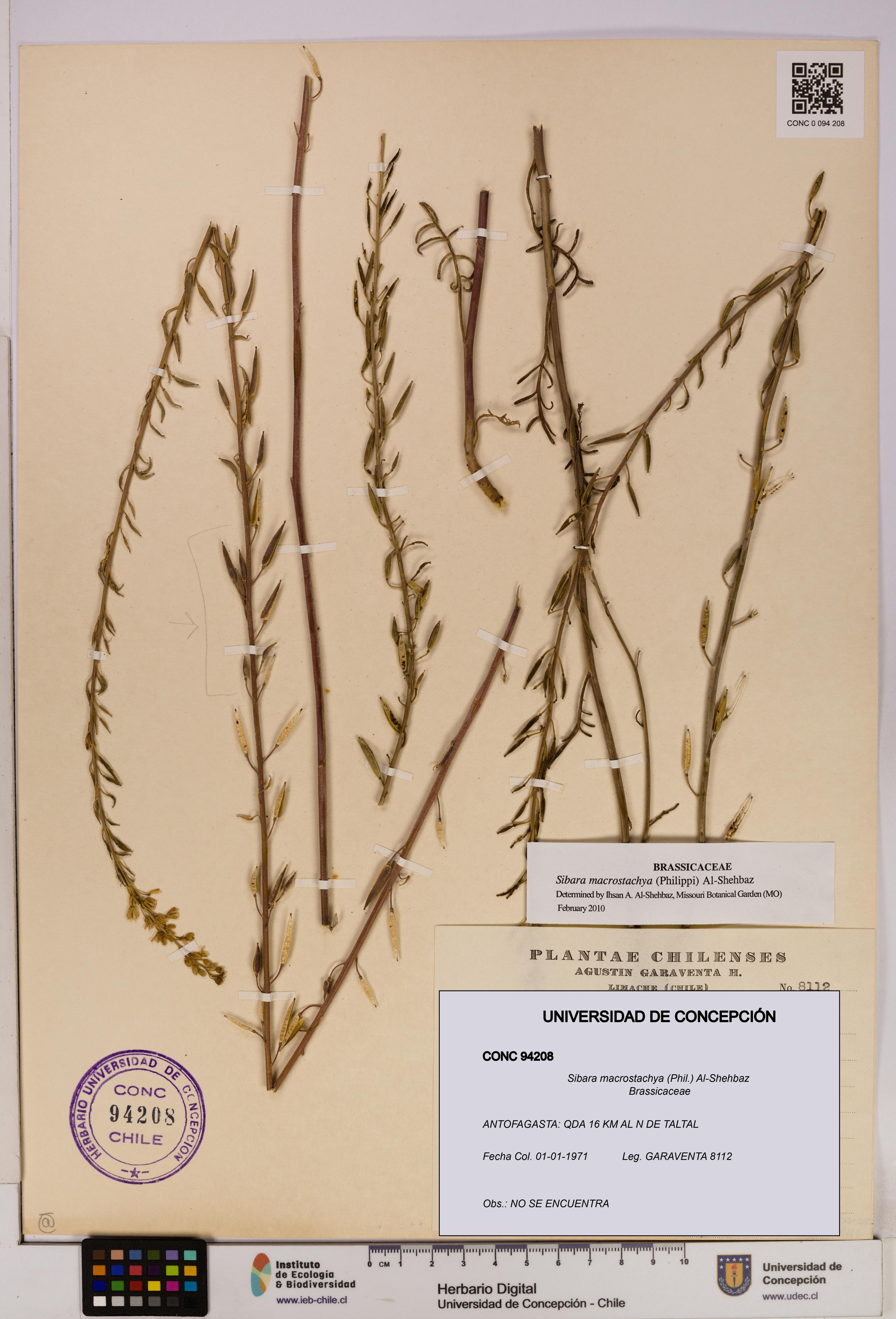 Sibara macrostachya [Espécimen: UDEC:CONC:0094208]