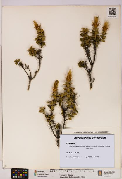 Chuquiraga spinosa subsp. rotundifolia [Espécimen: UDEC:CONC:0094283]